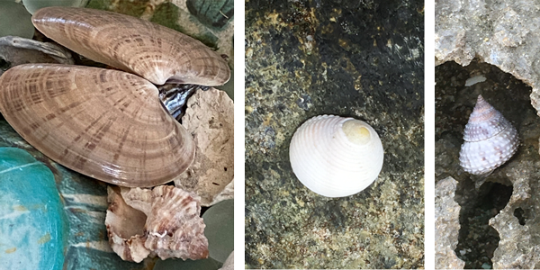 Examples of different mollusk shells, each a different shape and size. 