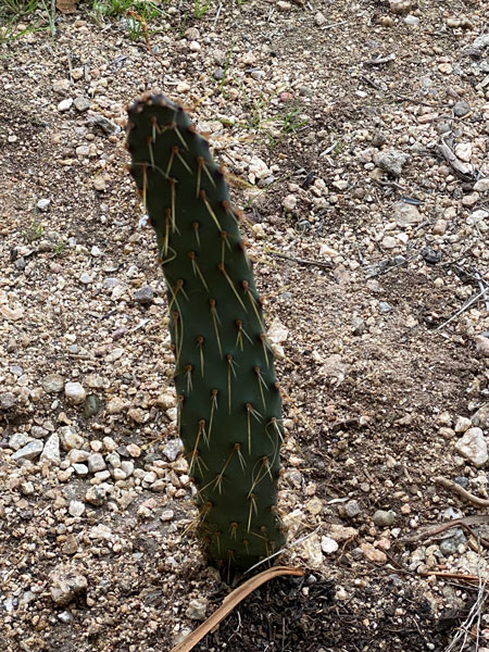 The cactus from my roof replanted in my yard.