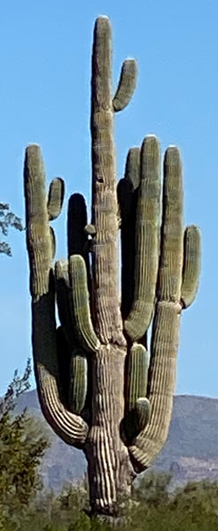 A saguaro with several long arms.