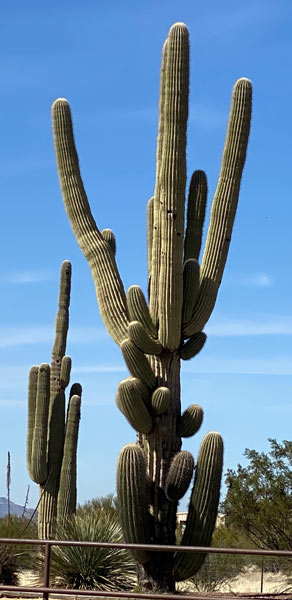 A saguaro with three long arms.
