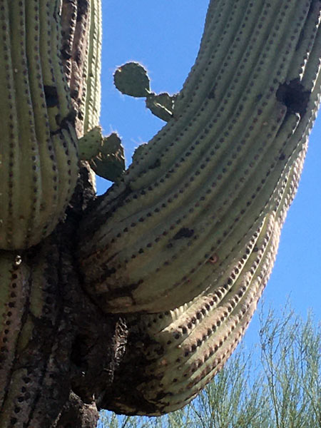A prickly pear cactus growing in the bend of a saguaro's arm.