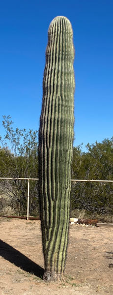 A saguaro with no arms. 