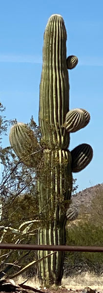 A saguaro with short, stubby arms.