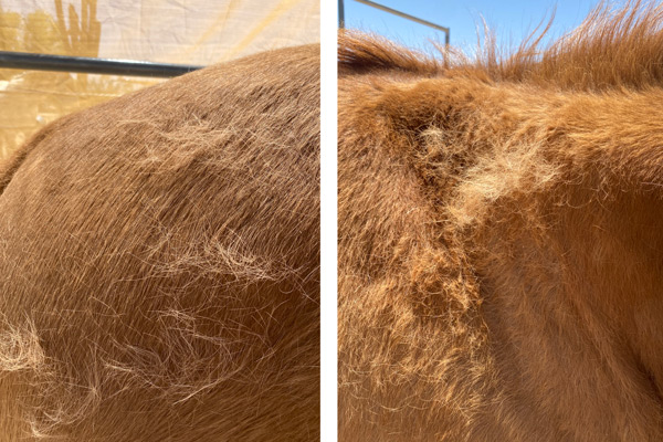 Two images: one depicts a small amount of hair shedding from a horse, the second is the same horse with a lot of hair shed after a brushing.