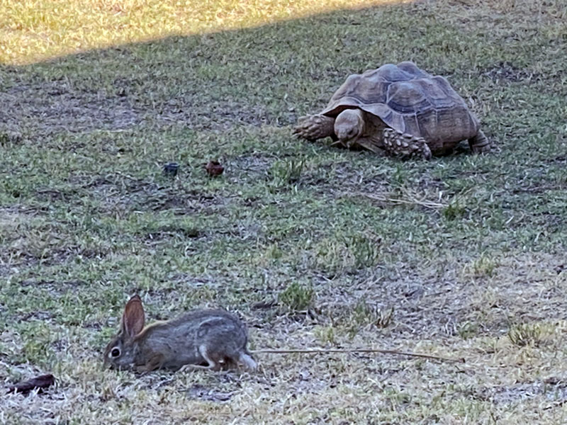 A tortoise and a hare graze on on shady lawn.