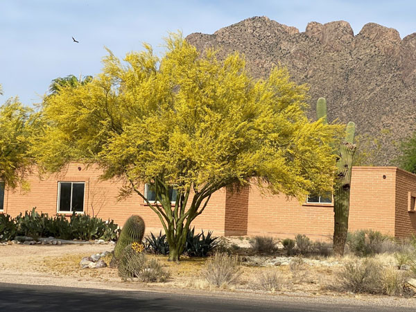 A palo verde filled with bright yellow blossoms in the front yard of a house.