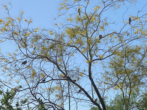 A small flock of birds fill the branches of a palo verde.