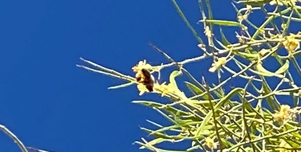 An out of focus image of a bee hovering over a palo verde blossom.