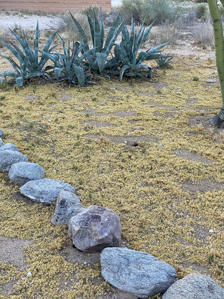 A blanket of palo verde blossoms cover the ground in Elaine's yard.