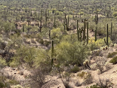 A desert dotted with flowering palo verde trees and saguaro cacti.