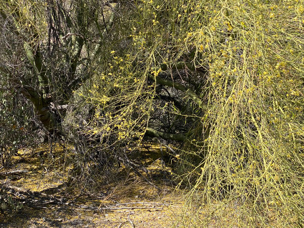 The muted green branches of a palo verde brushing the desert floor. 