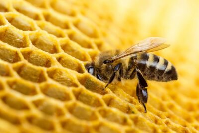 A honey bee with it's head sticking in honey comb.