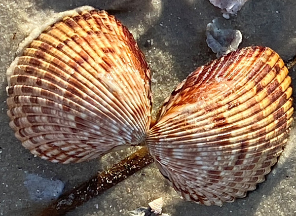 An empty cockle shell spread open on the beach.