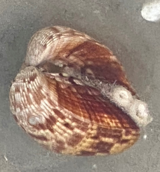 A cockle with it's bivalves peaking out. 