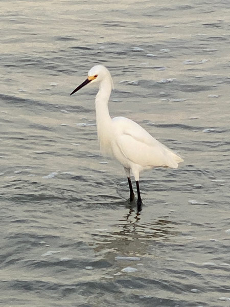 A snowy egret patiently wades in calm shore waters.