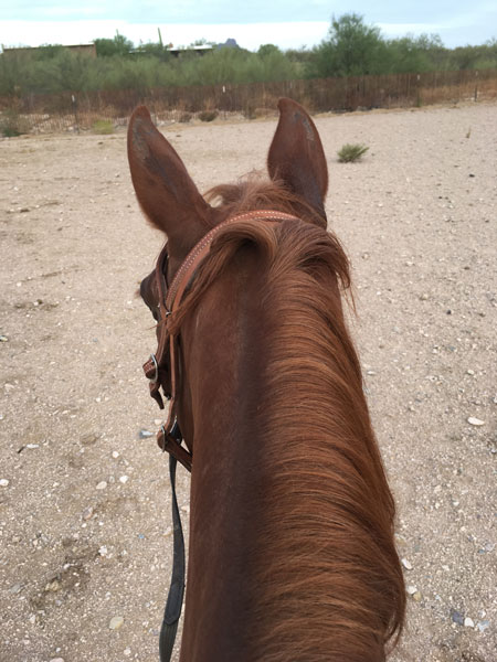 The back of buttons head, from the riders point of view.