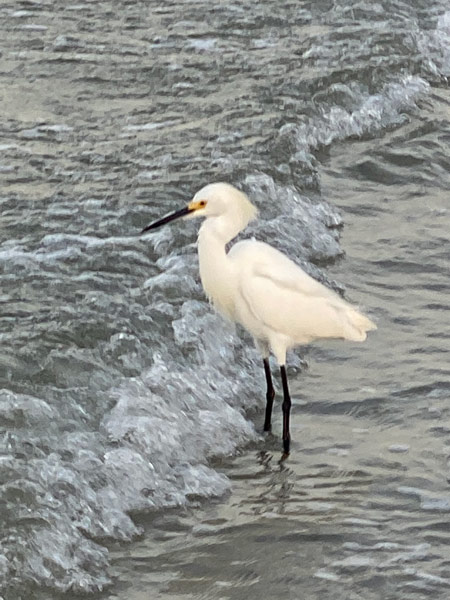 A slightly blurry picture of the same egret bracing as a wave crashes around its legs.