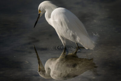 An egret staring at it's reflection in still waters.