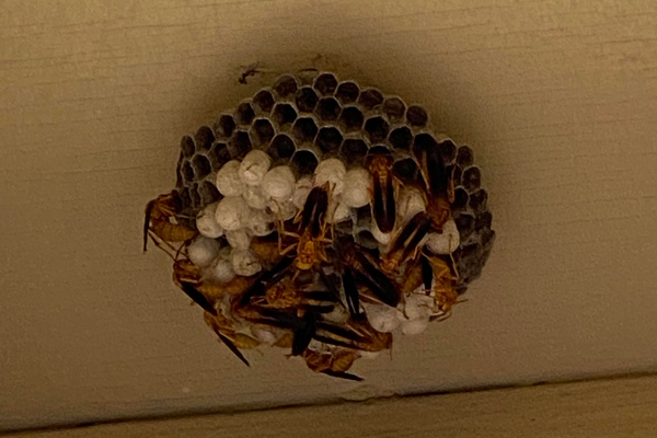 Wasps busy at work on their nest. White pupae are visible.