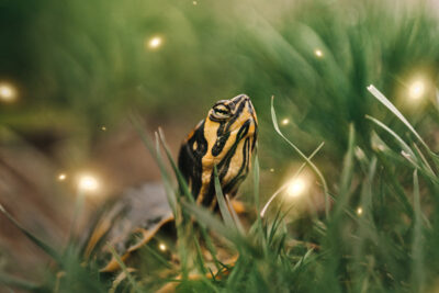 Small beams of light surround a turtle relaxing in grass.