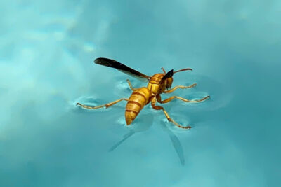 A yellow wasp floating on a blue pool water.