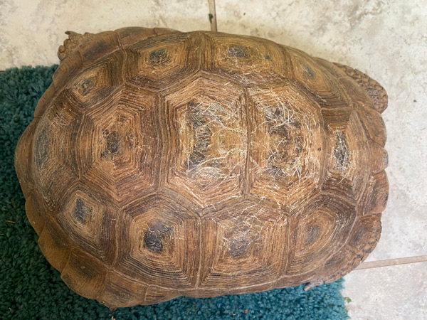 The top of a tortoise shell with visible scratches and scruffs.