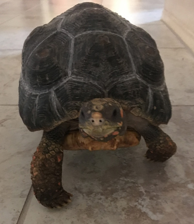 Gladiola the tortoise proudly standing and looking at the camera.