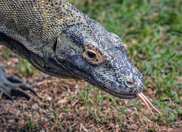 A komodo dragon flicks its tongue.