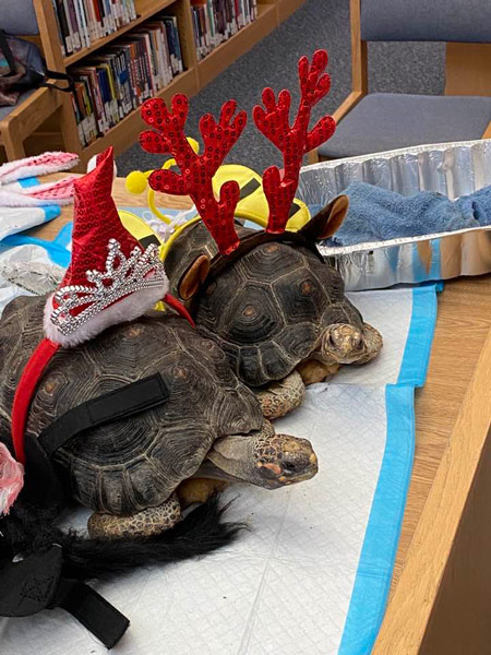 Two tortoise, each with a Christmas themed headband on their shell.