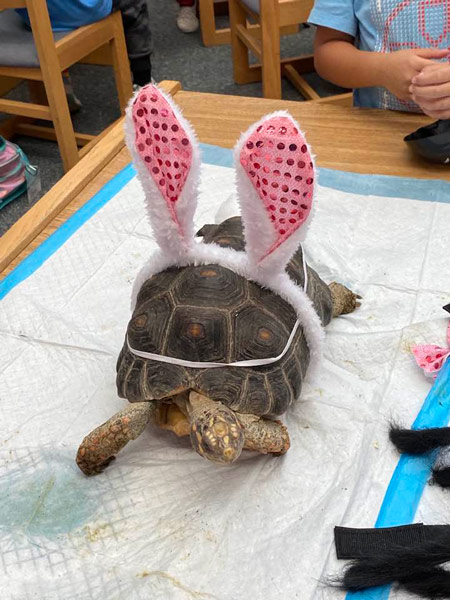 A tortoise wearing a bunny ear headband on its shell.