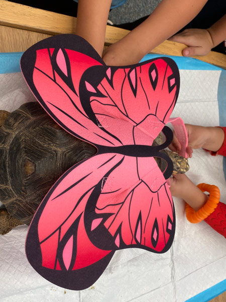 A tortoise with a pair of pink butterfly wings strapped to its shell.