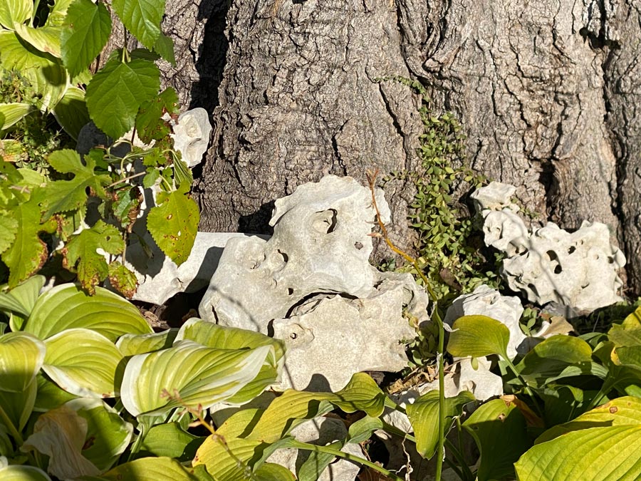 Craggy Karst rock lies at the base of a tree trunk.