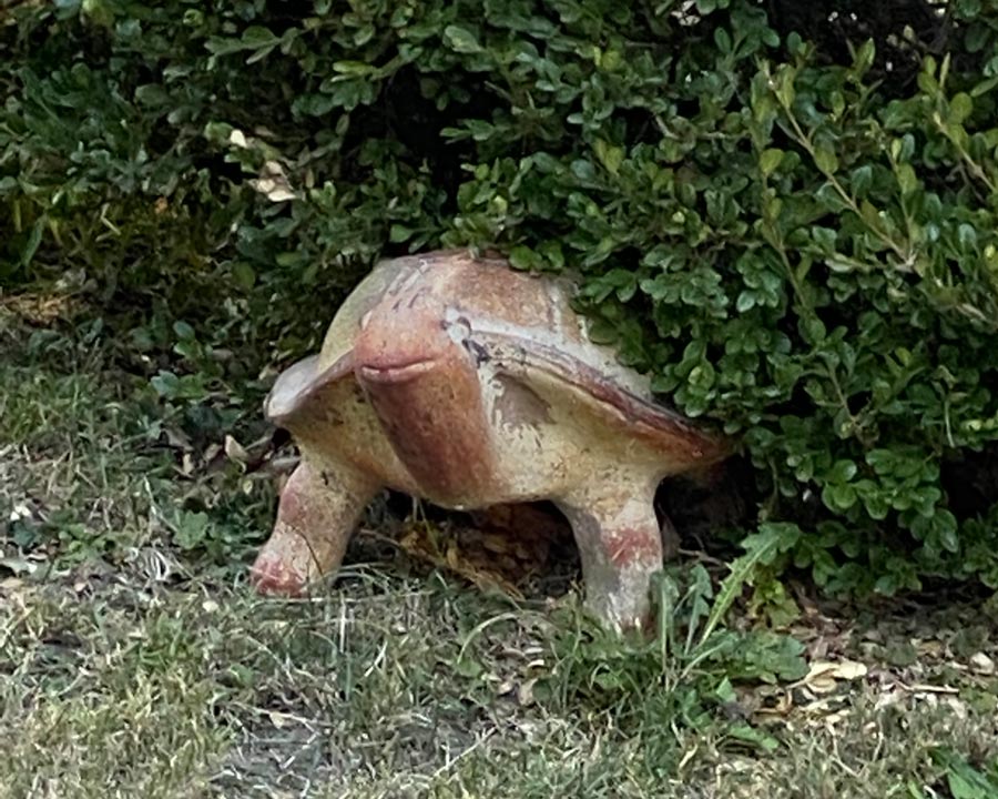 A tortoise statue peeks out from under a hedge.