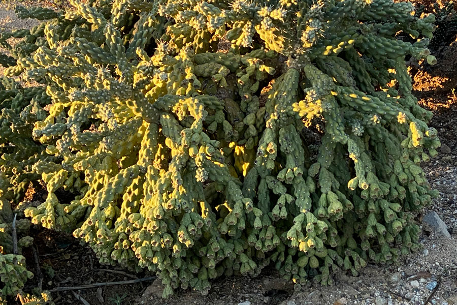 The bulbous limbs of a cholla cactus. 