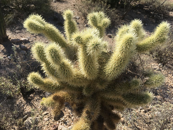 A cholla cactus, filled with needles. 
