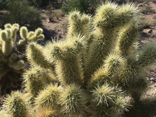 A close-up of the cholla needles.