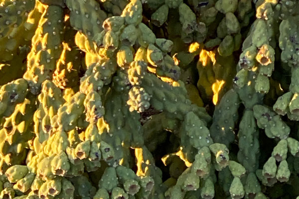 I cholla cactus with very small and unnoticeable thorns.