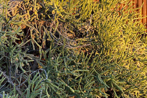 A cactus with thin branches and no visible spines.