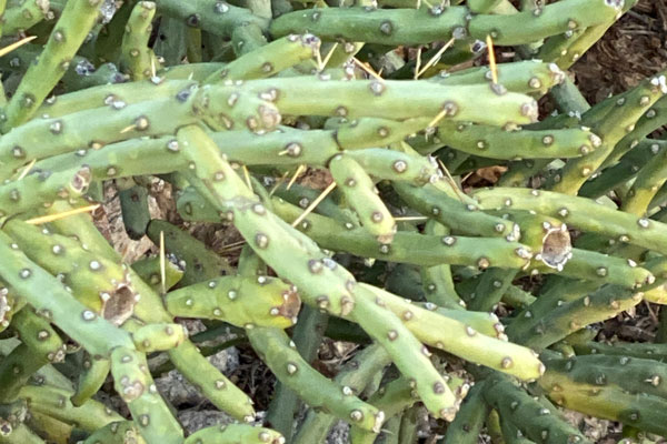 A close-up of a cholla with thin branches and sparse needles.