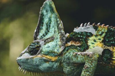 A chameleon gives the camera a side-eye.