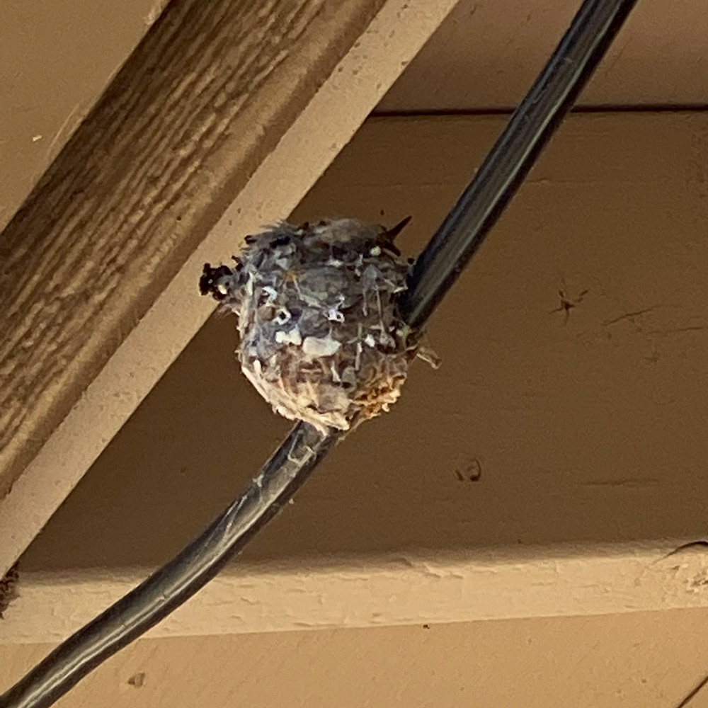 A round hummingbird nest fastened to a string of lights.