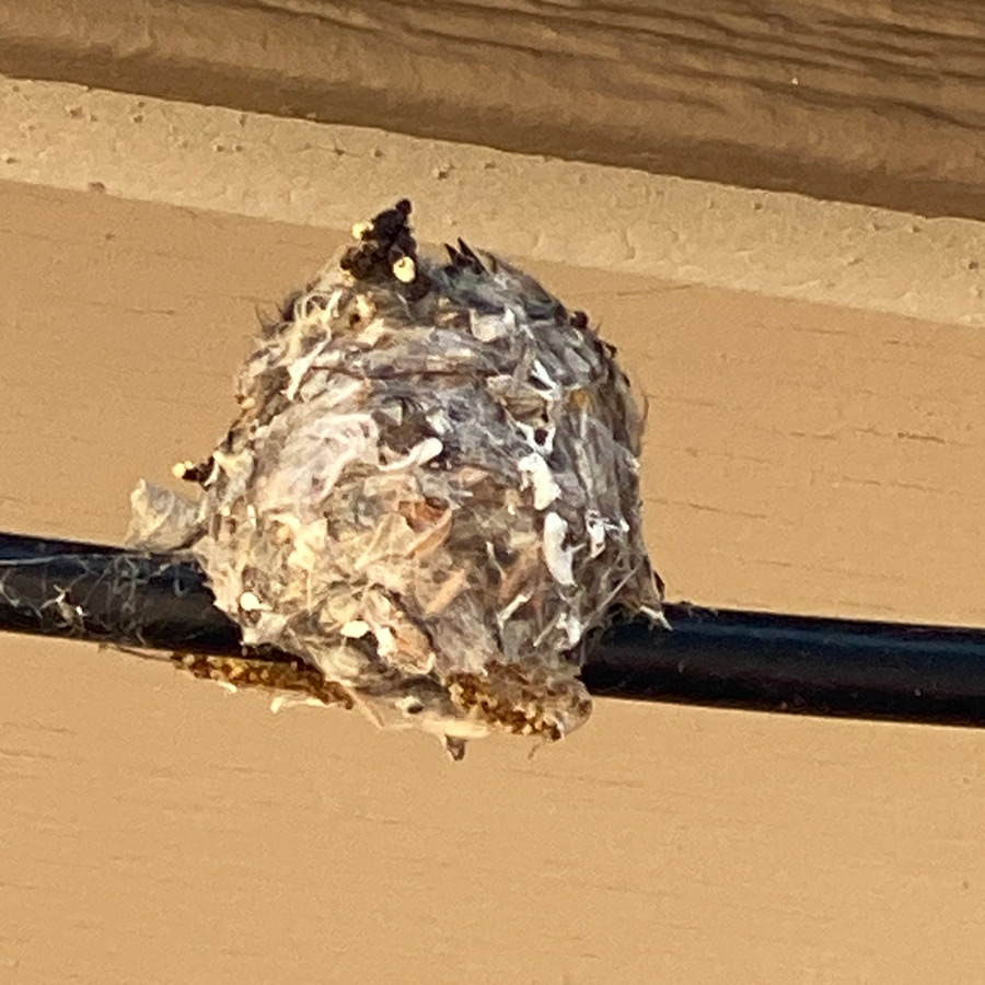 A close-up of the hummingbird nest. It is brown and covered in rough botanical materials.