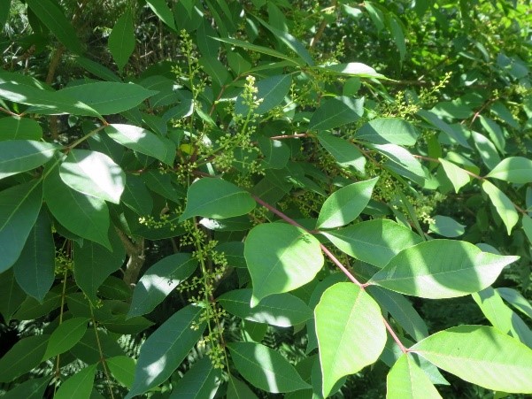 The green leaves of poison sumac. 