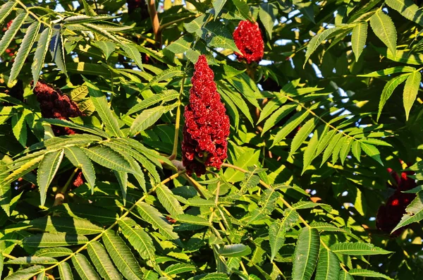 The bright, red berries of edible sumac.