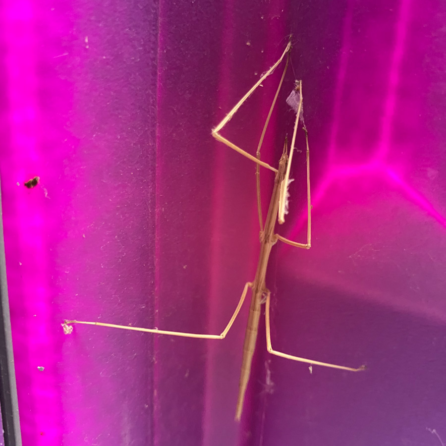 A tan walking stick insect stands out against a pink background reflected onto a window.