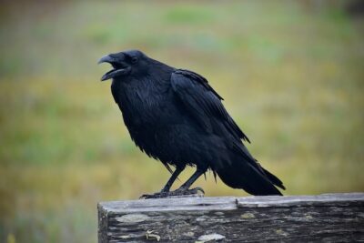 A raven with it's beak open in song.