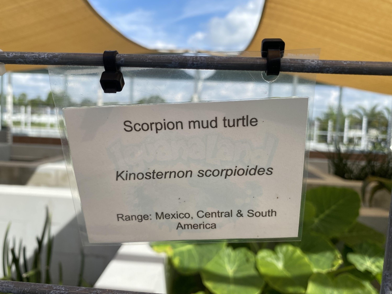 The species label for the "scorpion mud turtle" on display at the park.