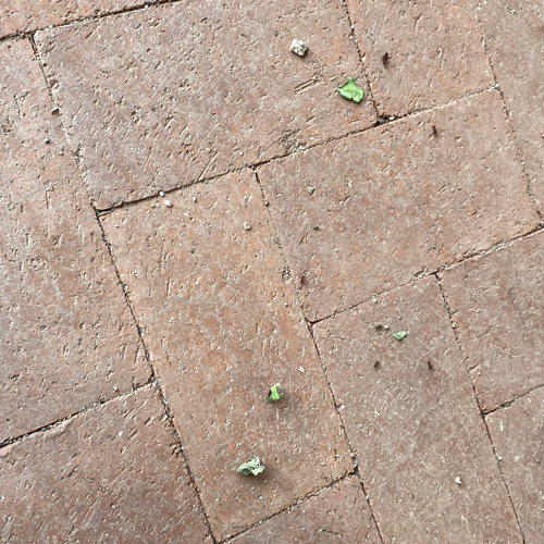 Tiny black ants carry bits of green leaves across the porch.