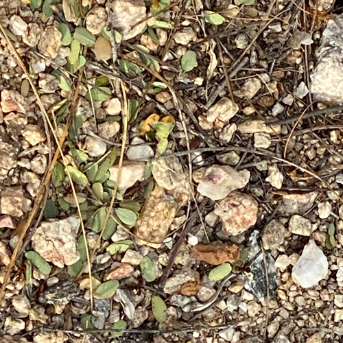 The ants gather around the opening of their home with the bits of leaves.