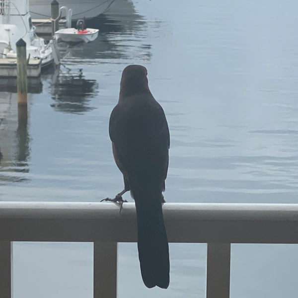 The boat-tailed grackle of Florida, perched on a rail overlooking a harbor.